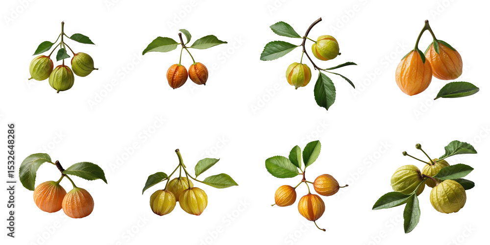 Poster multiple varieties of physalis fruits on branches with leaves arranged against a transparent backgro