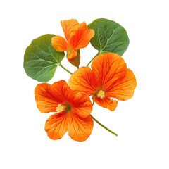 Nasturtium, Close-up image of Vibrant orange Nasturtium flowers (Tropaeolum majus), isolated on transparent background