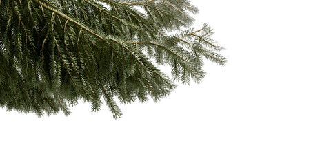 pine tree branches isolated on white background