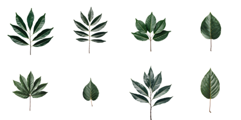 Various types of green tree leaves isolated on transparent background showcasing different shapes and textures arranged in a grid pattern