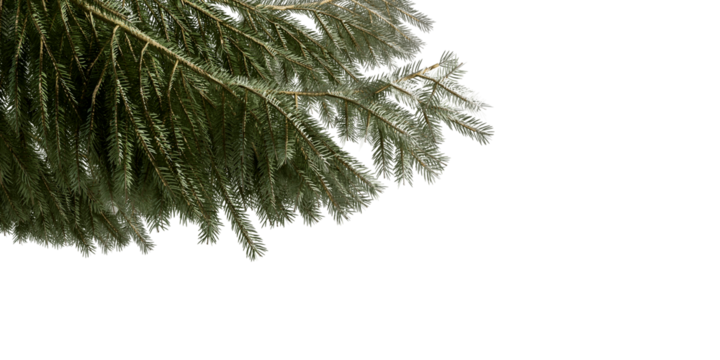 pine tree branches isolated on white background - Powered by Adobe