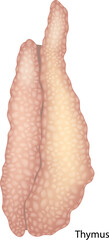 Human Thymus Anatomy Illustration in Detail. Realistic Medical Drawing of the Thymus Gland. Thymus Organ Close-up for Educational Purposes