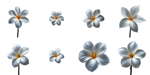 Fresh Plumeria flowers arranged on a transparent background showcasing various sizes and angles emphasizing the floral details and textures of each bloom.