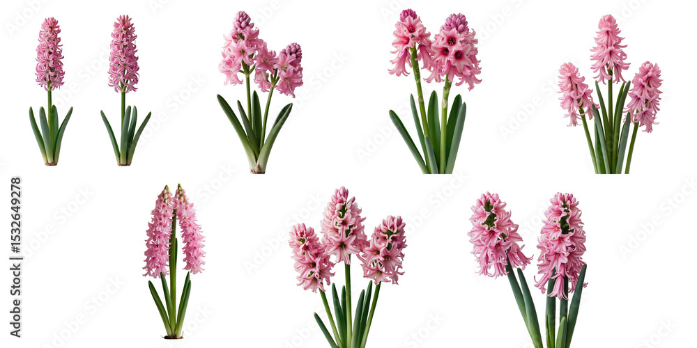 Poster multiple views of pink hyacinth flowers with green foliage isolated on transparent background arrang
