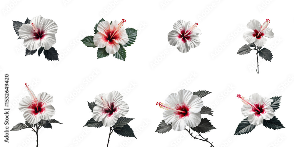 Aufkleber hibiscus flower collection on transparent background featuring various angles and stages of bloom wi