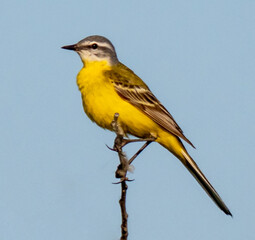 Yellow wagtail