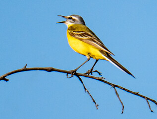 Yellow wagtail