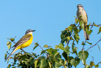 Yellow wagtails