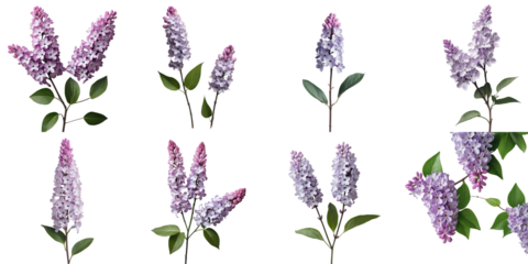 multiple clusters of lilac flowers with green leaves arranged in various orientations on a transparent background isolated for display purposes