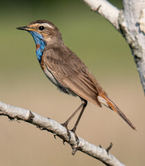 Bluethroat (Luscinia svecica)