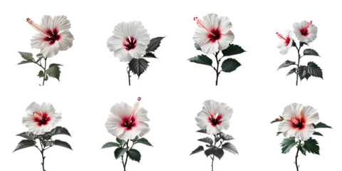 Collection of eight variations of Hibiscus sinensis flowers, featuring white petals and red centers, isolated on a transparent background showcasing different orientations and leaf arrangements.