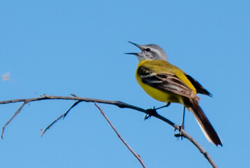 Yellow wagtail