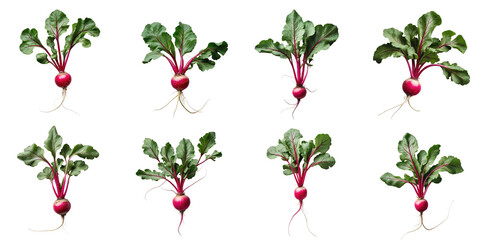 Collection of small garden radishes with leaves displayed in various positions isolated on a transparent background for creative and culinary uses.