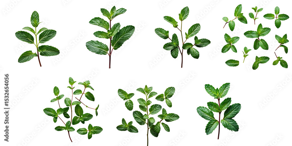 Poster various fresh mint leaves arranged on a transparent background displaying different sizes and orient