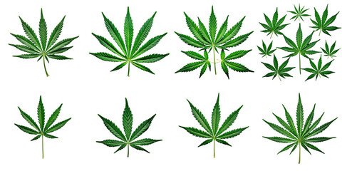Collection of green cannabis leaves isolated on a transparent background showcasing various shapes and sizes of the leaves arranged in an artistic layout