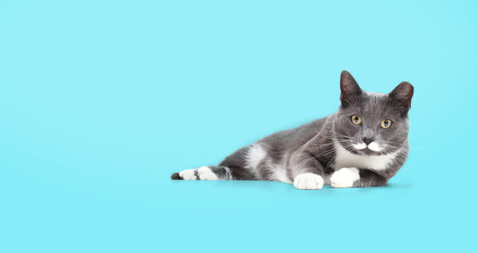 Gray mustache cat lying on colored background. Full body of cute gray tuxedo cat with white mustache, yellow eyes and tipped ear. Former stray cat TNR, now adopted. Selective focus.