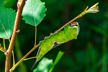 Raupe des Großen Gabelschwanzes auf Zitterpappel