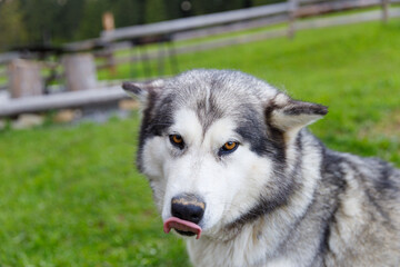 Majestic Alaskan Malamute in a Vibrant Green Landscape, Captured in a Playful Moment as It Licks Its Nose On a Sunny Day with a Background of Rustic Wooden Seating.