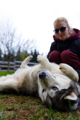 A Joyful Moment Captured: A Playful Dog Rolling Around on the Grass with an Enthusiastic Human...