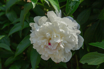 Macro photo of a large white peony with crimson speckles in the center against a background of green foliage in sunlight