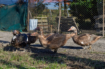 Five brown musky ducks are walking around the farmyard.