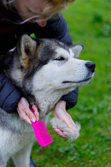 Grooming a Beautiful Alaskan Malamute Outdoors: The Importance of Regular Care for Thick-Furred Dogs in a Green Natural Setting