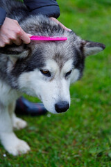 A Person Gently Combing a Siberian Husky's Fur with a Pink Comb While the Dog Looks Calm on a Lush Green Lawn in the Background, Showcasing a Bonding Moment Between Them