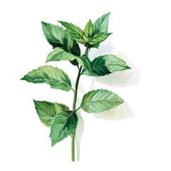 Mint, Sprig of fresh mint, isolated on transparent background