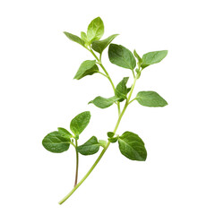 Mint, Sprig of fresh mint, isolated on transparent background