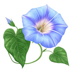 Morning Glory, Morning Glory Flower Blooms, Blue Sunlit Petals in Garden, isolated on transparent background