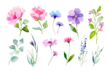 Watercolor pastel wild flower clipart set on white background