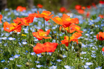 field of poppies in Shanghai