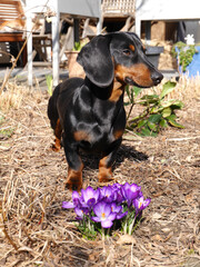 Ein junger, schwarzer Dackel bestaunt im Garten einen lila Krokus