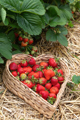 Erdbeeren in Herzform im Korb am Erdbeerfeld mit Stroh.