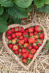 Erdbeeren in Herzform im Korb am Erdbeerfeld mit Stroh.