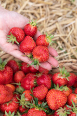 Erdbeeren in Herzform im Korb und auf der Hand.