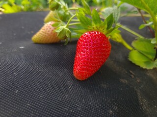 Ripe Strawberry Growing in Garden