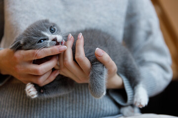 Adorable Gray Kitten Being Cuddled by Hands in a Cozy Environment, Featuring Big Blue Eyes and a Playful Attitude, Inviting a Sense of Warmth and Affection