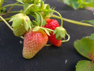 Ripe Strawberry Growing in Garden