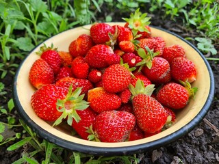 Ripe Strawberry Growing in Garden