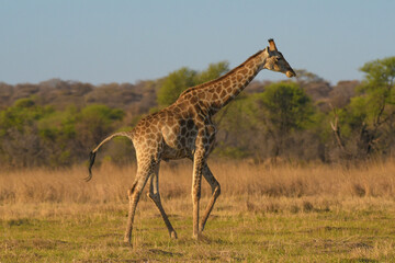 Tall Giraffe in an african safari in Pilanesberg park