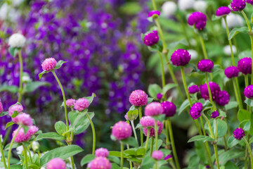 賑やかな千日紅のパープルとピンクの花畑