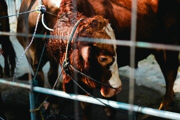 Beautiful Brown Cow  in Sunlight, Tied with Rope in Outdoor Stall