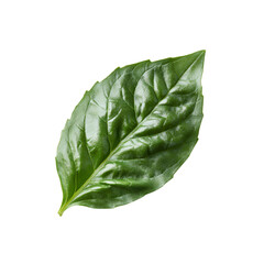 Obraz premium Single Lush Green Leaf Isolated on Black Background