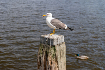 Seagull perched on a wooden post by the river at a sunny day.