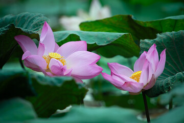A detailed close-up of a pink lotus (Nelumbo nucifera) in full bloom, highlighting its vibrant...