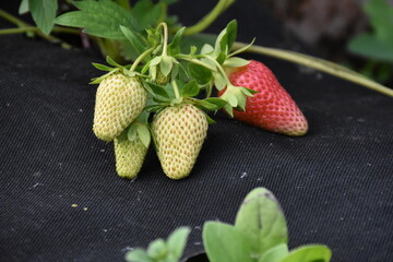 Ripe Strawberry Growing in Garden