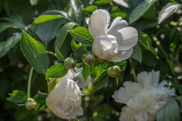 White peony flowers blooming in the sun with green foliage