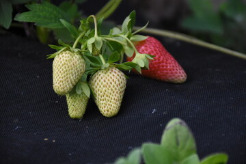 Ripe Strawberry Growing in Garden