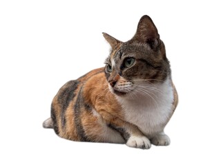 A female cat showcasing a serene and attentive posture isolated on white background. The cat is on guard so as not to be disturbed by other cats